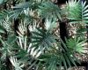 Araucaria seedlings an...