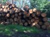 European oak logs