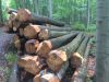 European oak logs