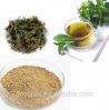 High Quality Green Tea Extract
