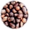 Palm Kernel Nuts