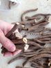 INULA ROOTS