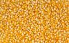 Corn yellow for animal...
