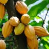 Cocoa Beans