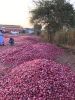 Exporter of High Quali...
