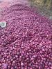 Exporter of High Quali...