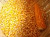 Yellow Maize