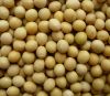 Soya Beans