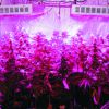 300W Full Spectrum LED Grow Light for Plant Growing