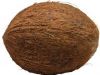 Mature Coconut