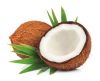 Mature Coconut