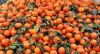 Kinnow Mandarin Oranges from Pakistan