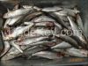 Fish sardine product a...