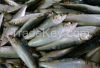 Fish sardine product a...