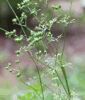 Coriander Seeds