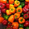 PEPPERS, CAPSICUMS