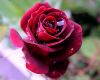 Fresh cut Red rose 