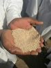sesame