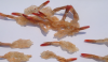 Dried Shrimp 