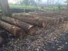 German poplar round logs