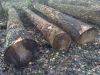 German poplar round logs