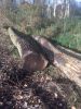 German poplar round logs