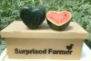 square shaped watermelon/ cube watermelon /heart shaped watermelon 