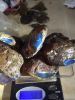 Blue amber ( Sample Av...