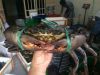 LIVE MUD CRABS INDONESIA