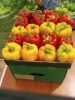 fresh Capsicum