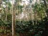 Coffee beans robusta a...