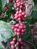 Coffee beans robusta a...
