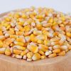 Yellow Corn & White Corn For Sale 