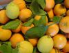Fresh citrus fruits /Pongkam/ Lokam/Chinese oranges/Mandarin oranges/Kinnow