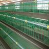 high quality cheap poultry farm best sale chicken layer cages in tanzania