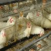 agriculture farming breeder equipement broiler chicken raising cage 
