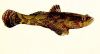 marble goby, sun hook,...