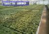 high quality removable greenhouse seedbed , cheap and fine