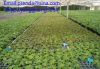 flow rolling bench in greenhouse for grow plants