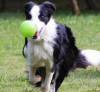 FDA harmless Bone shape dog toy durable chews