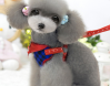 Puppy small dog used cotton/nylon dog vest dog harness with dog leash