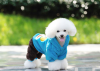 Velvet fashion dog cloth for winter outdoor and decoration