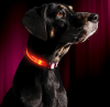 Safety LED Dog Collar â€“ USB Rechargeable with Water Resistant Flashing Light