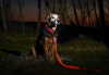 Safety LED Dog Collar â€“ USB Rechargeable with Water Resistant Flashing Light