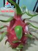 Fresh/ Dried/ Frozen Dragon fruit (Pitaya)