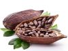 COCOA BEANS