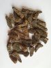 dried morchella(morels)