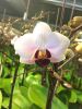 Cut Orchids flowers, O...