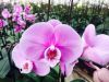 Cut Orchids flowers, O...