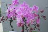 Cut Orchids flowers, O...